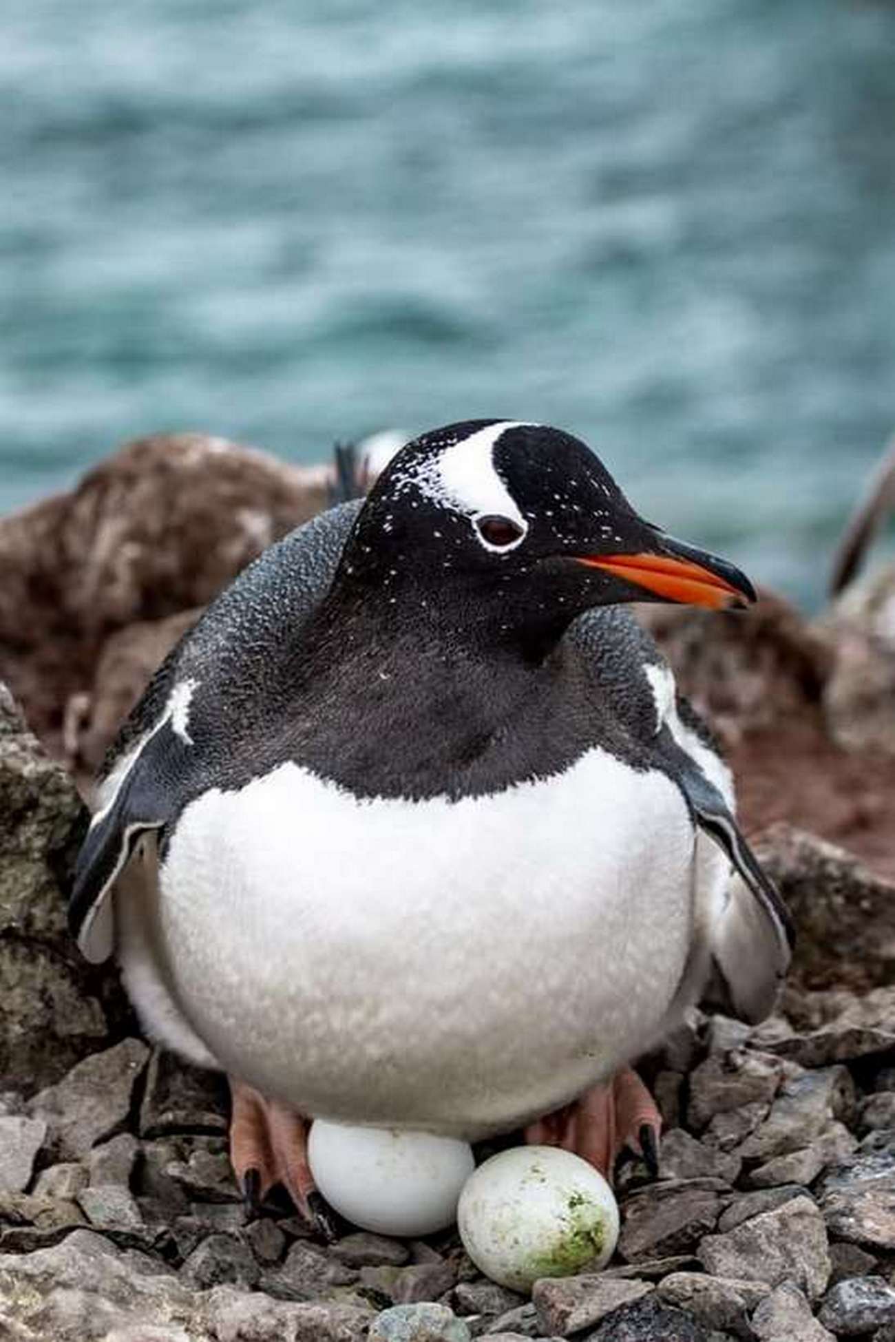 Українські полярники показали, як пінгвіни готуються стати батьками: дуже милі фото